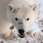 This 2020 photo provided by Polar Bears International shows a polar bear in Churchill, Manitoba, Canada during migration. At risk of disappearing, the polar bear is dependent on something melting away on our warming planet: sea ice. (Kieran McIver/Polar Bears International via AP)
