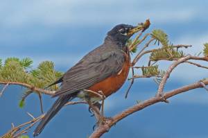 An American robin perches on a branch, with toes loosely curled. (Courtesy Photo / Bob Armstrong)