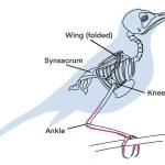 This diagram shows the tendon (in color) that attaches the toes to muscles higher up on the leg, passing around the ankle; when the bird bends the ankle, the tendon tightens the toes. (Courtesy Image / K.M. Hocker)