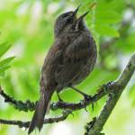 A song sparrow perched on a branch, with toes not curled (Courtesy Photo / Bob Armstrong)