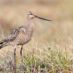 A bar-tailed godwit born in Alaska that undertakes one of the greatest non-stop migrations in the animal kingdom, often flying from Alaska straight to New Zealand in the fall. (Courtesy Photo / Zachary Pohlen.
