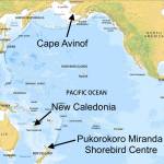 A map showing Cape Avinof in Alaska, where a male bar-tailed godwit returned to feed after failing to reach New Zealand on its first attempt; New Caledonia, where the bird flew on its second attempt; and New Zealand, where the bird finally reached its wintering grounds on Nov. 9, 2021.