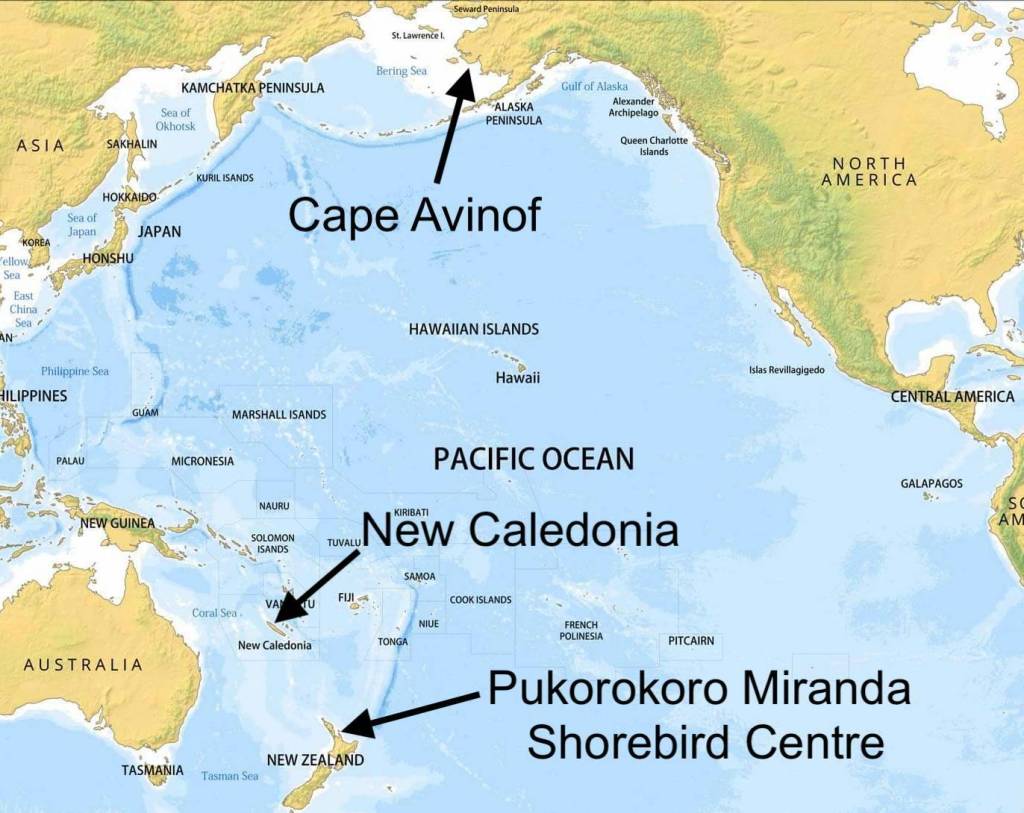 A map showing Cape Avinof in Alaska, where a male bar-tailed godwit returned to feed after failing to reach New Zealand on its first attempt; New Caledonia, where the bird flew on its second attempt; and New Zealand, where the bird finally reached its wintering grounds on Nov. 9, 2021.