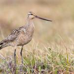 A bar-tailed godwit born in Alaska that undertakes one of the greatest non-stop migrations in the animal kingdom, often flying from Alaska straight to New Zealand in the fall. (Courtesy Photo / Zachary Pohlen)