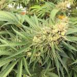 FILE - In this Sept. 30, 2016, file photo, a marijuana bud is seen before harvest at a rural area near Corvallis, Ore. Alaska Marijuana Industry Association President Lacy Wilcox said federal legalization could potentially hurt Alaskas cannabis cultivators who could lose out to other states such as Oregon where production is cheaper. (AP Photo/Andrew Selsky, File)