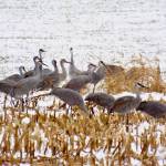 Sandhill cranes, like the ones in this photo, come through Southern Wisconsin every year from their nesting grounds farther north; they nest mainly across northern North America and most of them migrate to Texas and northern Mexico or Florida for the winter(. Courtesy Photo / J.S. Willson)