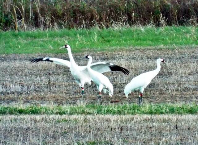 This photo shows whooping cranes. Whoopers formerly nested in prairie marshes all over north-central U.S., but their population declined drastically, chiefly because of habitat loss and heavy hunting. Now they nest only in three locations in North America: a natural, self-sustaining population in northern Alberta and adjacent Northwest Territories, a re-introduced non-migratory population in Florida, and a population in central Wisconsin(Courtesy Photo / J.S. Willson)