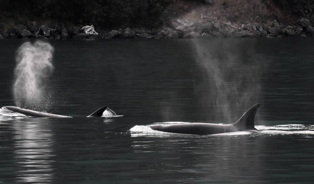 Photo courtesy North Gulf Oceanic Society, NMFS research permit 20341
Killer whales in the Gulf of Alaska. Killer whales often form pods, family groups led by mother whales that can include their babies, those babies babies and even great-great grandwhales.