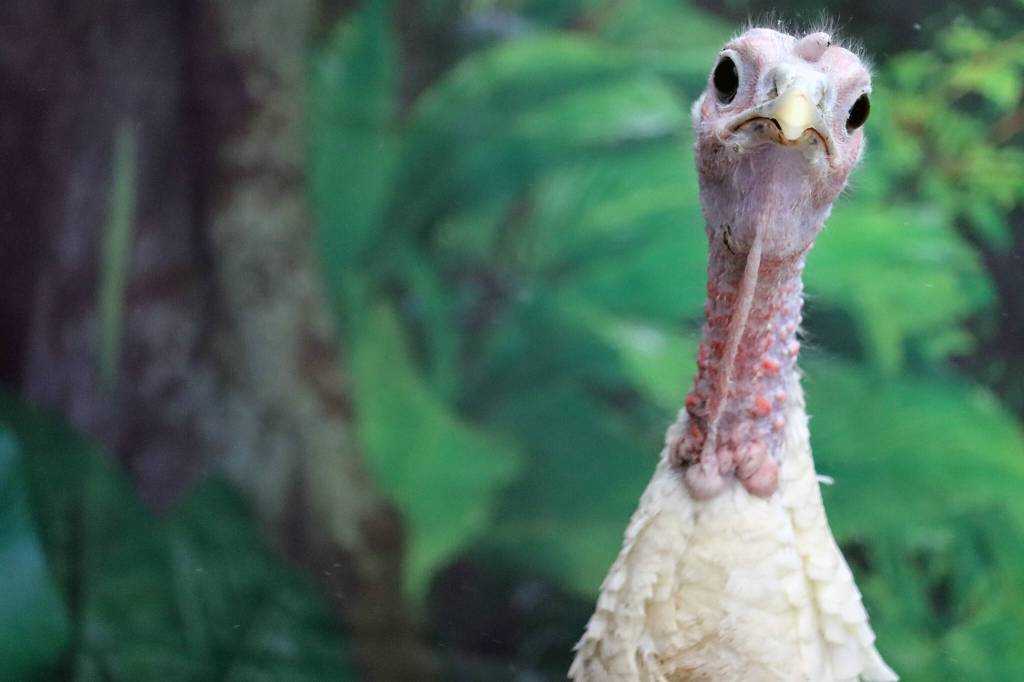 Penny the turkey looks toward the camera during Saturdays turkey shoot fundraiser. (Ben Hohenstatt / Juneau Empire)