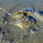 The egg mass under the tipped up shell is indicated by A, and the head of the male sculpin by B. (Courtesy Photo / John Palmes)