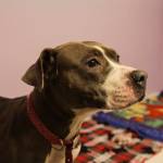 Lady, a pit bull mix, is one of many animals currently residing at Juneau Animal Rescue, which recently received a large legacy gift from a Juneau resident. (Michael S. Lockett / Juneau Empire)