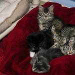 A cuddle-puddle of kittens nestles at Juneau Animal Rescue, which recently received a large legacy gift from a Juneau resident. (Michael S. Lockett / Juneau Empire)