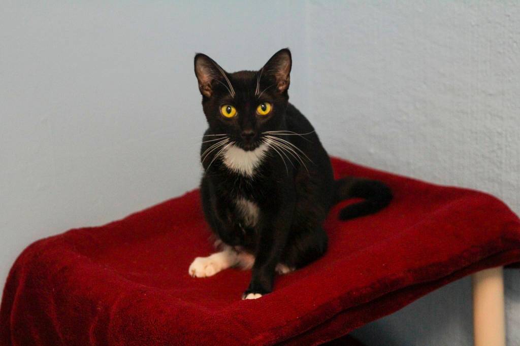 A cat stares imperiously while residing at Juneau Animal Rescue, which recently received a large legacy gift from a Juneau resident. (Michael S. Lockett / Juneau Empire)