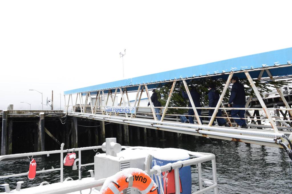 1Coast Guardsmen and state employees carry the Together Tree, bound for the Alaska Governors Mansion, up from the pier on Nov. 29, 2021 after the Coast Guard Cutter Elderberry transported the tree from Wrangell. (USCG photo / Petty Officer 2nd Class Lexie Preston)