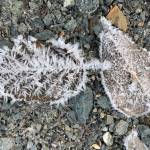 Frosty leaves show varied patterns of ice crystalsnatural art works! (Mary F. Willson / For the Juneau Empire)