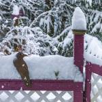 This photo shows a raven in the snow. (Courtesy Photo / Kerry Howard)