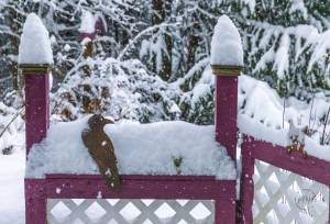 This photo shows a raven in the snow. (Courtesy Photo / Kerry Howard)