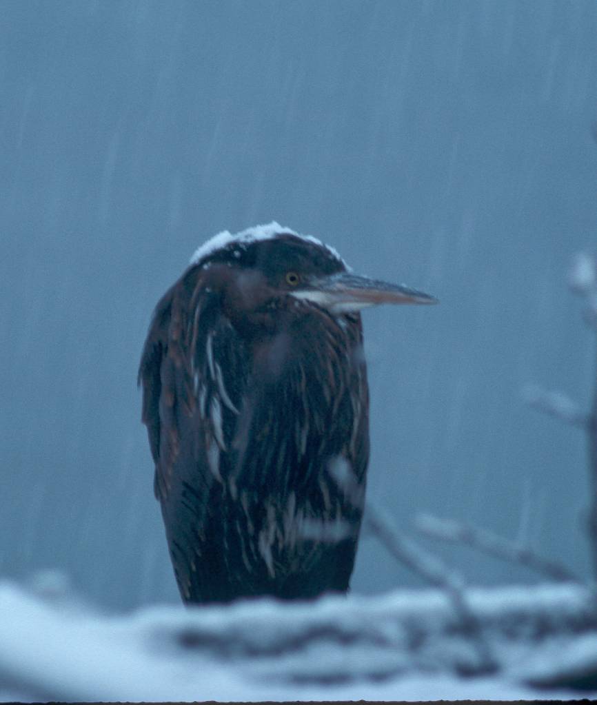 This photo shows a great blue heron in the snow. (Courtesy Photo / Bob Armstrong)