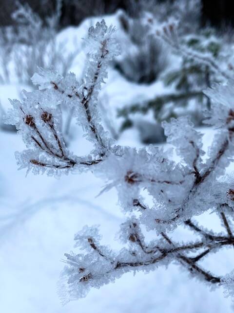 Brushy hoarfrost coats rusty menziesia along the Peterson Creek trail on Dec. 15, 2021. (Courtesy Photo / Denise Carroll)