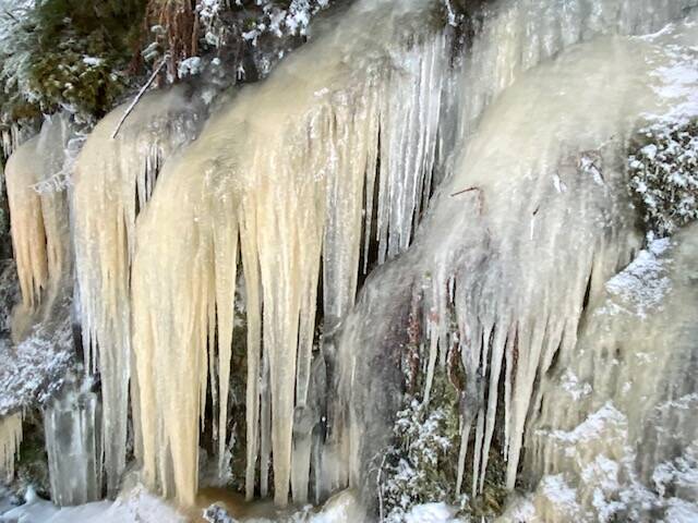 Icy fangs await a passing intruder along the Boy Scout trail on Dec. 18, 2021. (Courtesy Photo / Denise Carroll)