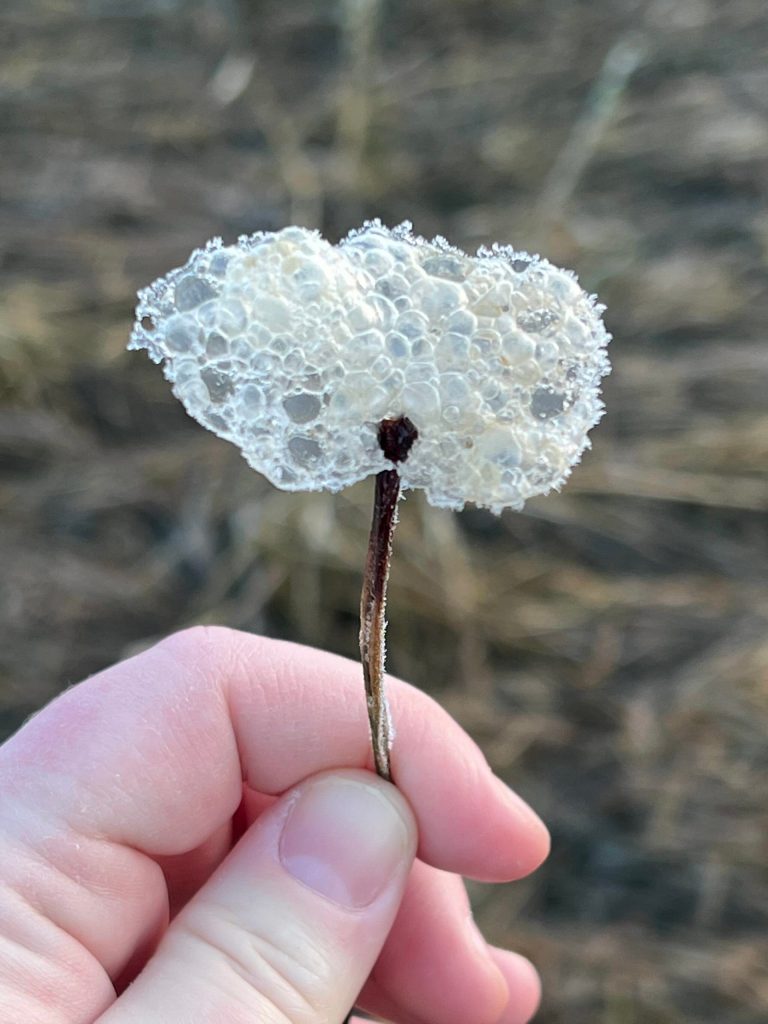 Foam bubbles froze to a twig, creating a frozen foam flower on Dec. 11. (Courtesy Photo / Deana Barajas)