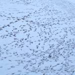 Dogs love romping in the downtown whale park as seen on Dec. 6, 2021.