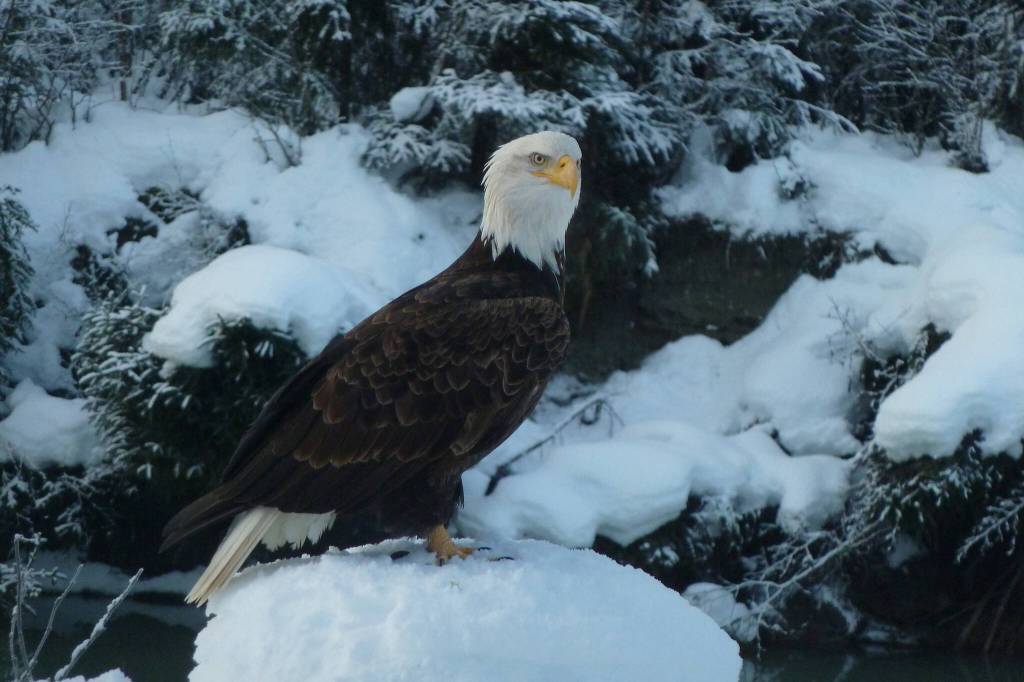 "A local adult eagle I know as 'Yardbird' stopped by Dec. 11, 2021," writes David Athearn of this photo. "He was interested in some Magpie’s feeding on sunflower seeds in my yard." (Courtesy Photo / David Athearn)