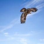 Biologist Bryce Robinson releases a golden eagle after taking body measurements and fitting it with a backpack satellite transmitter near Gunsight Mountain, between Palmer and Glennallen. (Courtesy Photo / Travis Booms)