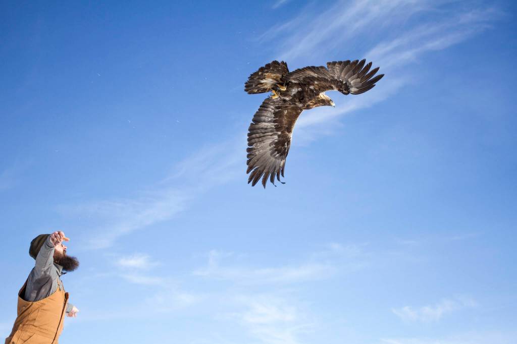 Biologist Bryce Robinson releases a golden eagle after taking body measurements and fitting it with a backpack satellite transmitter near Gunsight Mountain, between Palmer and Glennallen. (Courtesy Photo / Travis Booms)