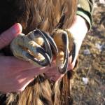 The talons of a golden eagle that biologists captured near Gunsight Mountain, between Palmer and Glennallen. (Courtesy Photo / Chris Barger)