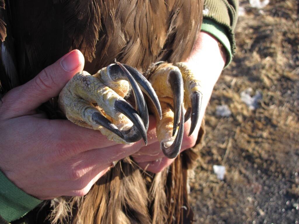 The talons of a golden eagle that biologists captured near Gunsight Mountain, between Palmer and Glennallen. (Courtesy Photo / Chris Barger)