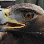 A golden eagle captured as part of a population study near Gunsight Mountain between Palmer and Glennallen. (Courtesy Photo / Caitlin Davis)