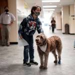 A student pets Wilson, a therapy dog, in a hallway at French Middle School, Wednesday, Nov. 3, 2021, in Topeka, Kan. The dog is one of the tools designed to relieve stresses faced by students as they return to classrooms amid the ongoing pandemic. (AP Photo/Charlie Riedel)
