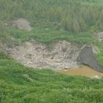 A forest growing on Grand Plateau Glacier in southern Alaska. (Courtesy Photo / Ned Rozell)