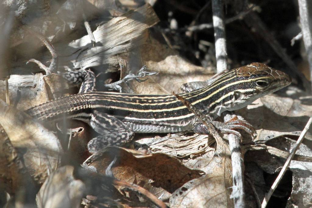 This photo available under the Creative Commons license shows a New Mexico whiptail. The lizards are obligately parthenogenetic(capable of reproduction without fertilization) and unisexual (female). (Courtesy Photo / Greg Schechter)