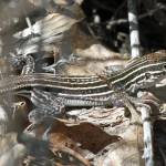 This photo available under the Creative Commons license shows a New Mexico whiptail. The lizards are obligately parthenogenetic(capable of reproduction without fertilization) and unisexual (female). (Courtesy Photo / Greg Schechter)