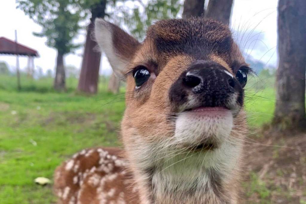 Rainbow, a Sitka black-tail deer now lives at the Alaska Wildlife Conservation Center after being found alone in the woods near Kruzof Island over the summer. Although Rainbow's story has a happy ending, officials urge people who find animals not to touch or remove them. (Courtesy photo/Sarah Howard/Alaska Wildlife Conservation Center)