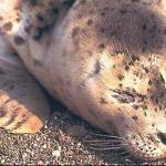This picture from the Alaska Department of Fish and Games website shows a harbor seal pup, similar to one that was found near Auke Bay this summer and sent to the Alaska SeaLife Center near Seward for rehabilitation. (Download/ADF&G)