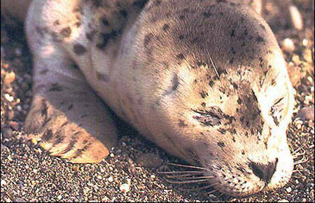 This picture from the Alaska Department of Fish and Games website shows a harbor seal pup, similar to one that was found near Auke Bay this summer and sent to the Alaska SeaLife Center near Seward for rehabilitation. (Download/ADF&G)