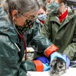 A harbor seal pup arrives for treatment at the Alaska SeaLife Center. (Courtesy photo/Alaska SeaLife Center)