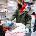 Staff members at the Alaska SeaLife Center near Seward attend to a harbor seal pup. This summer, one of the pups in the center's care came from Juneau. The seal received treatment at the center and was released into the wild in September. (Courtesy photo/Alaska SeaLife Center/Kaiti Chritz)