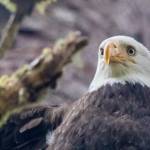 This picture shows an adult, female bald eagle rescued by Juneau Raptor Center volunteers in 2020. The eagle was taken to Alaska Raptor Center in Sitka. (Courtesy Photo/Kerry Howard)