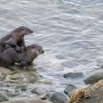 Courtesy Photo / Kerry Howard 
River otters are familiar inhabitants of the Juneau area; we see family groups and their long slide marks in snow.