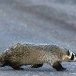 Courtesy Photo / Kerry Howard
This photo, taken in Colorado, shows an American badger. American badgers do not live in Southeast Alaska and are distantly related to other members of the weasel family.