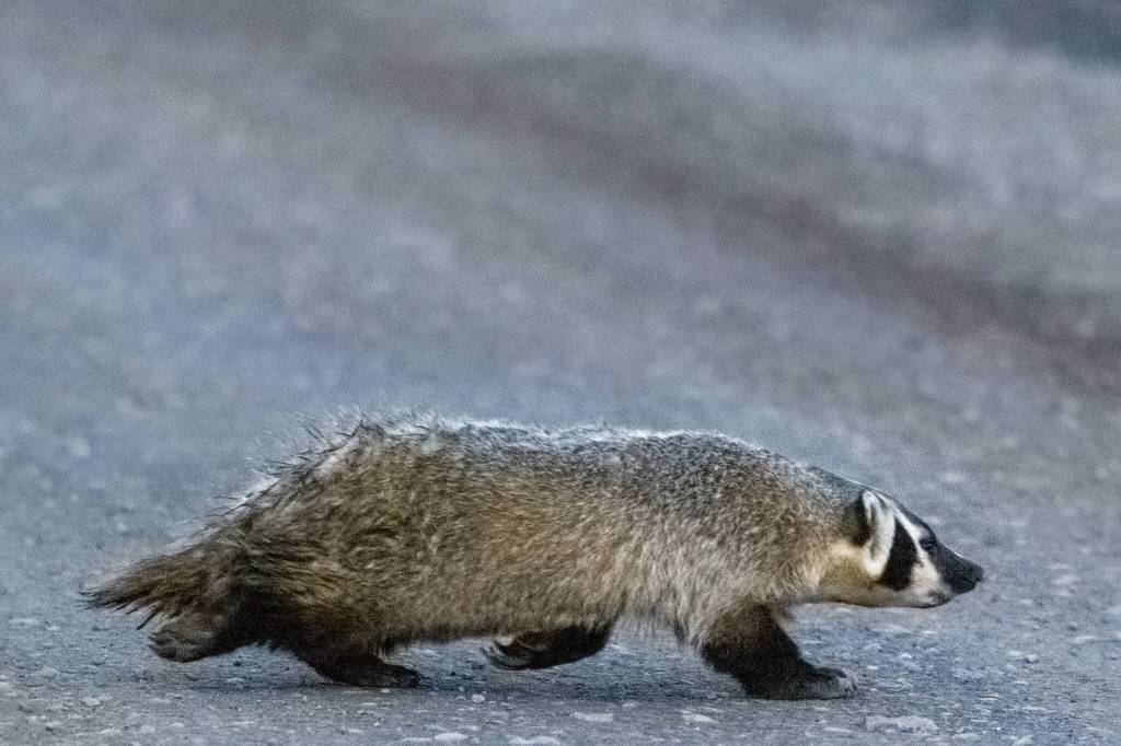 Courtesy Photo / Kerry Howard
This photo, taken in Colorado, shows an American badger. American badgers do not live in Southeast Alaska and are distantly related to other members of the weasel family.