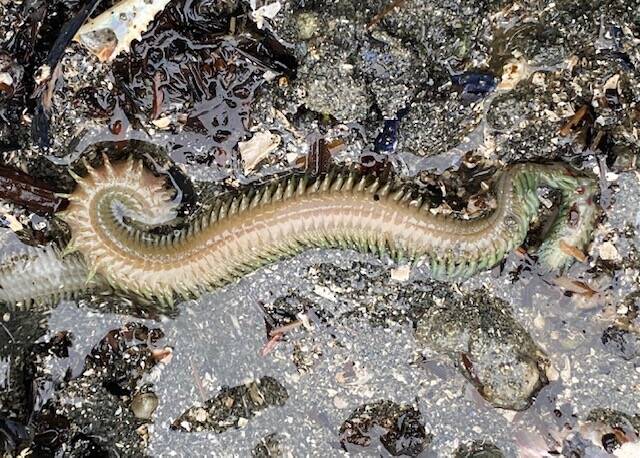 A marine worm slithers among the rocks where the surf meets the sand near Amalga Cabin on Jan. 22. (Courtesy Photo / Denise Carroll)