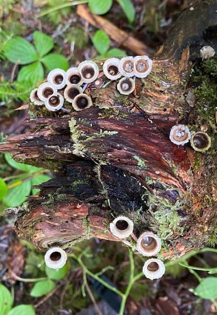 Birds nest fungi because of its resemblance to tiny birds nests. Spores (eggs) are dispersed when splashed out of the nests by raindrops. Bluff Trail on Jan. 26. (Courtesy Photo / Denise Carroll)