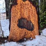 On the Kayakers Beach stretch of trail, there were several trees that were chewed on by porcupines, writes Deana Barajas. I liked this one the most because it looks like an eye. (Courtesy Photo / Deana Barajas)