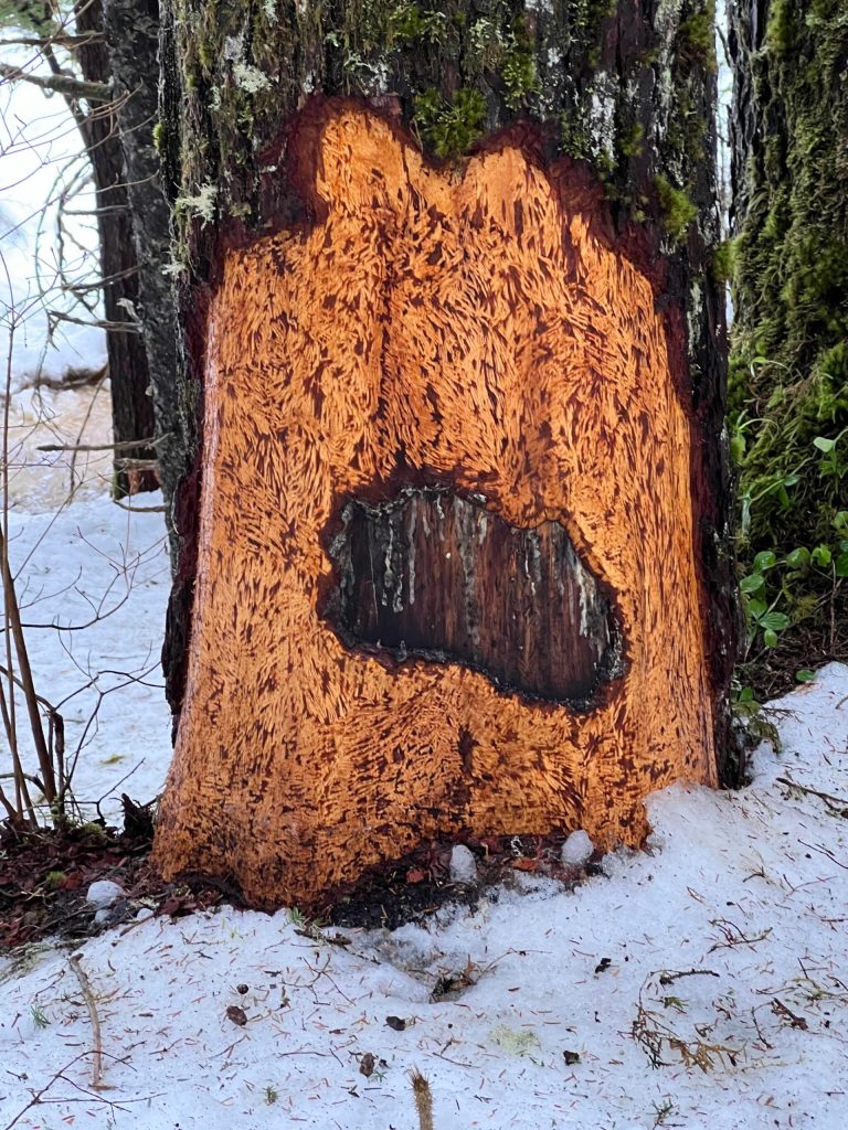 On the Kayakers Beach stretch of trail, there were several trees that were chewed on by porcupines, writes Deana Barajas. I liked this one the most because it looks like an eye. (Courtesy Photo / Deana Barajas)