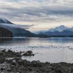 A raft of ducks off Point Louisa with Eagle Peak, on Admiralty National Monument around dusk in Juneau winter. (Courtesy Photo / Kenneth Gill, gillfoto)